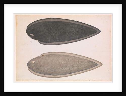 Two Sides of a Bengal River Fish, c.1804 by Indian School