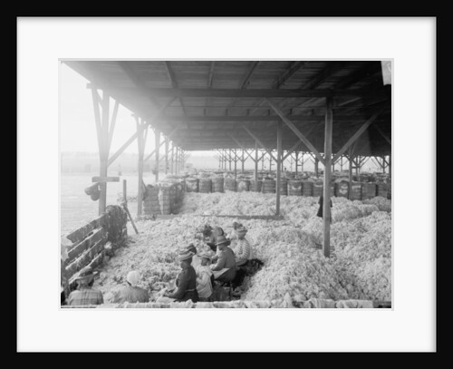 Sorting cotton for the Atlantic Cotton Compress Company, Pensacola, Florida, 1900-10 by Detroit Publishing Co.