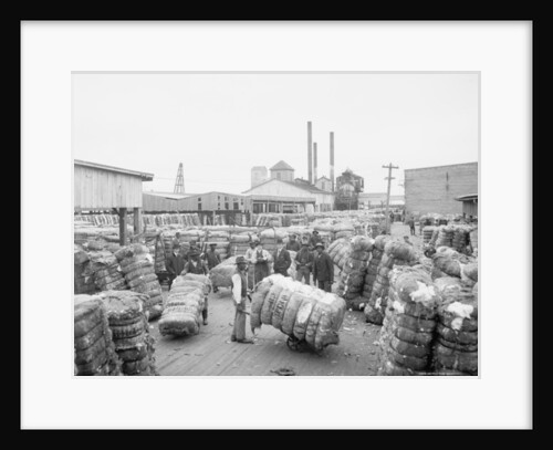 Weighing cotton by Anonymous