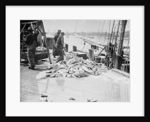 Unloading Gorton's codfish, Gloucester, Massachusetts, c.1905 by Detroit Publishing Co.