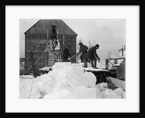 Ice harvesting, shooting the cakes into the house, c.1903 by Detroit Publishing Co.