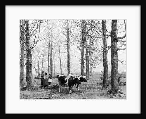 Bringing in the sap in a maple sugar camp, c.1900-06 by Detroit Publishing Co.