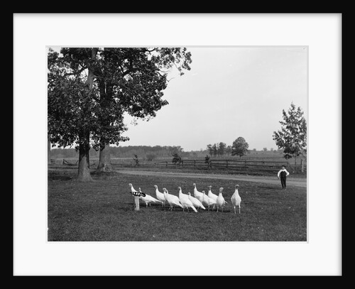 White Holland turkeys, 1900 by Detroit Publishing Co.