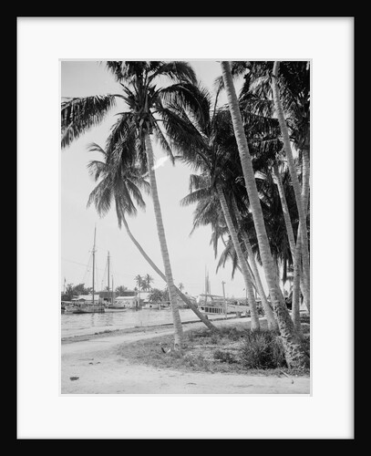 Coconut trees along the docks, Miami, Florida, c.1900-15 by Detroit Publishing Co.