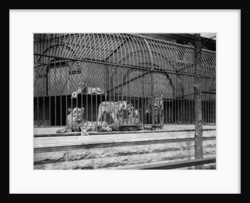 The Lions and tigers in Lincoln Park, Chicago by Detroit Publishing Co.