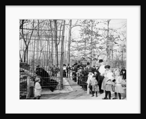 The Bear Pits, Memphis, Tennessee, c.1900-20 by Detroit Publishing Co.