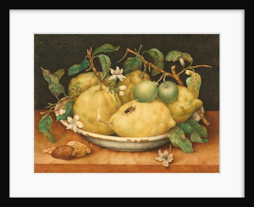 Still Life with a Bowl of Citrons, c.1640 by Giovanna Garzoni