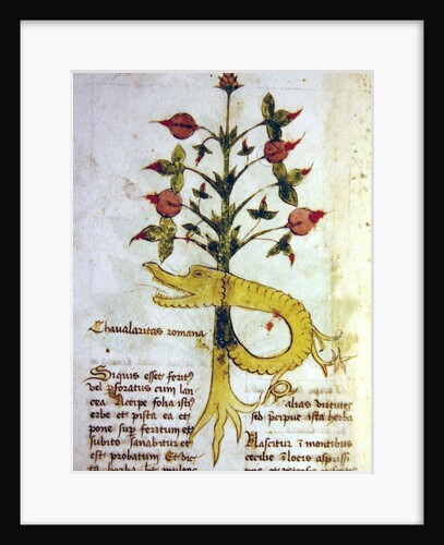 Ms 1591 Fol.6v Herba Chavalaritas Romana, late c.15th by Italian School