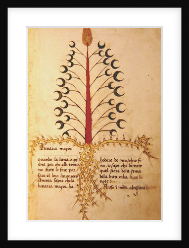 Ms 1591 Fol.13r Herba Lunaria Maggiore by Italian School