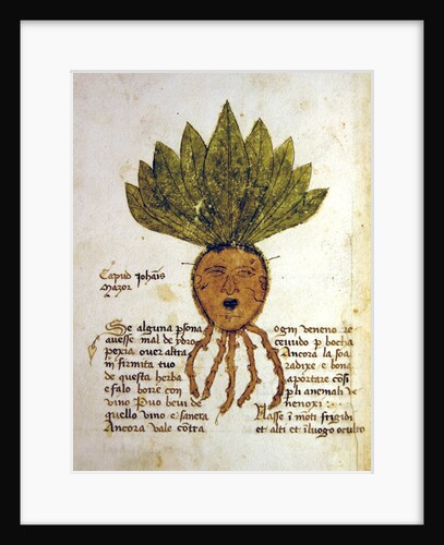 Ms 1591 Fol.18v. Herba Capud Johannis Mazor by Italian School