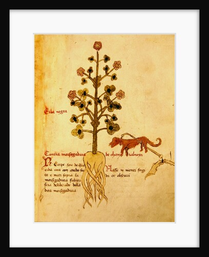 Ms 1591 Fol.38r Herba negra by Italian School