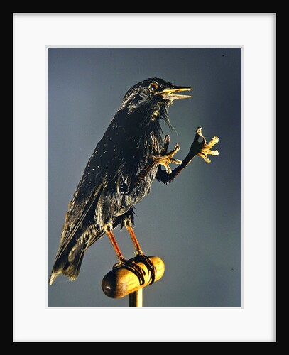 A Secretary Bird: The witch's companion by Anonymous