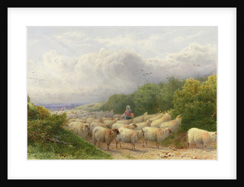 Sheep on the Downs by William W. Gosling