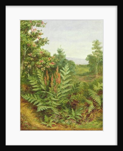 Honeysuckle and Ferns by Albert Durer Lucas
