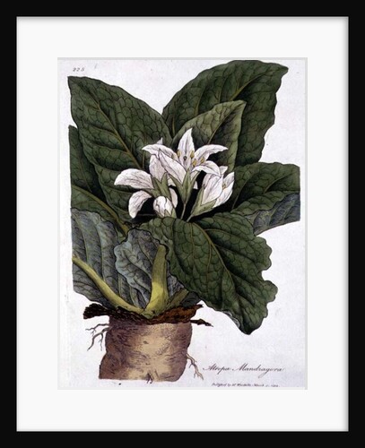 Atropa mandragora: published by Dr. Woodville, 1794 by Anonymous