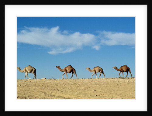 Camel train by Anonymous
