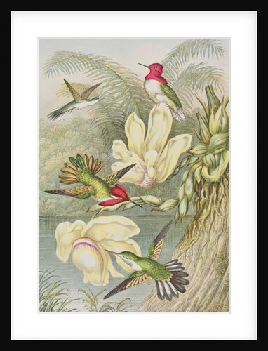 Humming birds among tropical flowers by English School