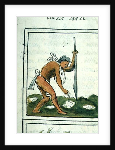 An Aztec man planting maize by Spanish School