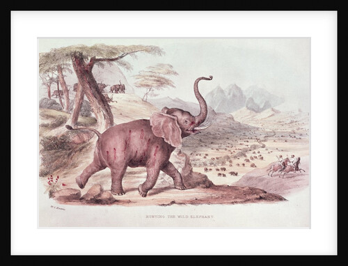 Hunting the Wild Elephant by William Cornwallis Harris