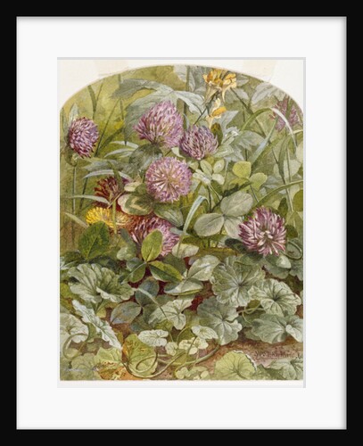 Red Clover with Butter-and-Eggs and Ground Ivy, 1860 by William Trost Richards