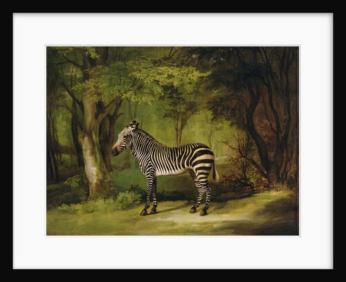 A Zebra, 1763 by George Stubbs
