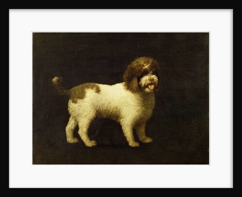 A Water Spaniel, 1769 by George Stubbs