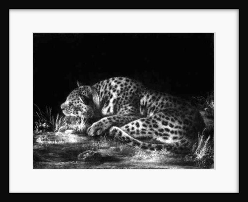 A Tyger by George Stubbs