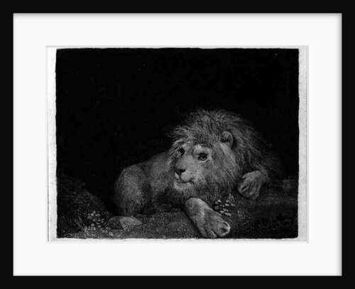 A Lion engraved by the artist, pub. 1788 by George Stubbs