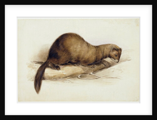 A Weasel, 1832 by Edward Lear