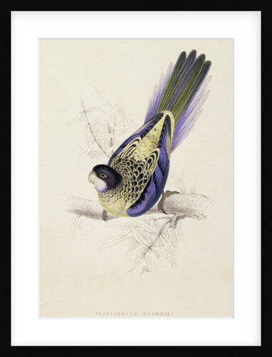Platycercus Brownii, or Brown's Parakeet, 1832 by Edward Lear