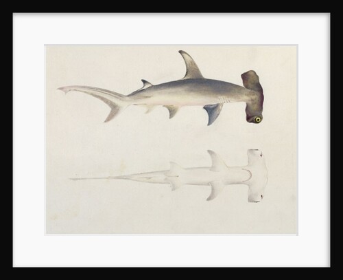 A Hammer-headed Shark, Loheia, formerly attributed to James Bruce by Luigi Balugani