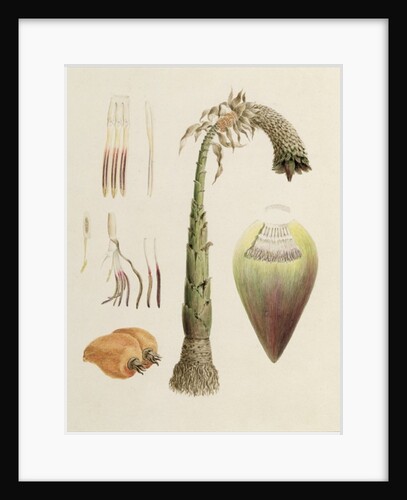 Ensete No. 10, formerly attributed to James Bruce by Luigi Balugani