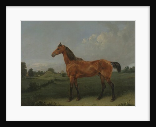 A Bay Horse in a Field by Edmund Bristow