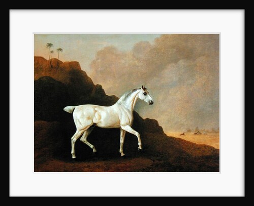A Grey Arab Stallion in a Desert Landscape by John Boultbee
