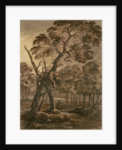 Forest Scene, A Giant Scots Fir and Forest Glade, 1771 by Rev. William Gilpin