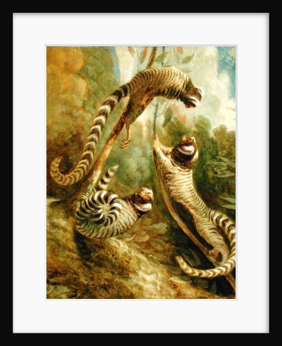 A Marmoset in Three Attitudes, 1793 by George Garrard