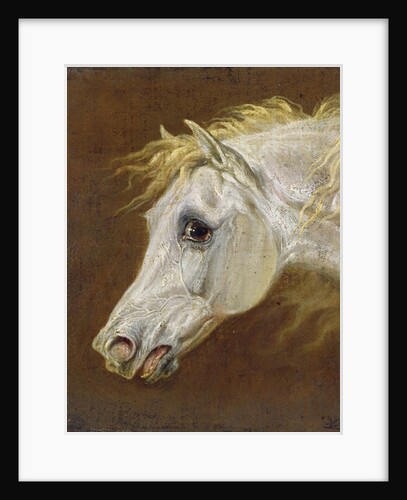Head of a Grey Arabian Horse by Martin Theodore Ward