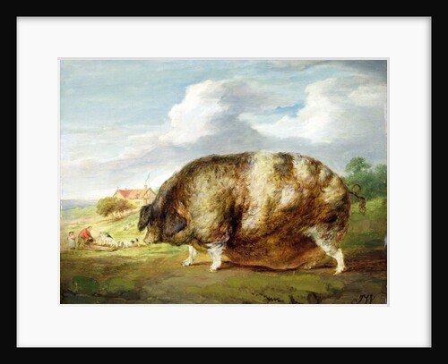 A Gloucestershire Old Spot by James Ward