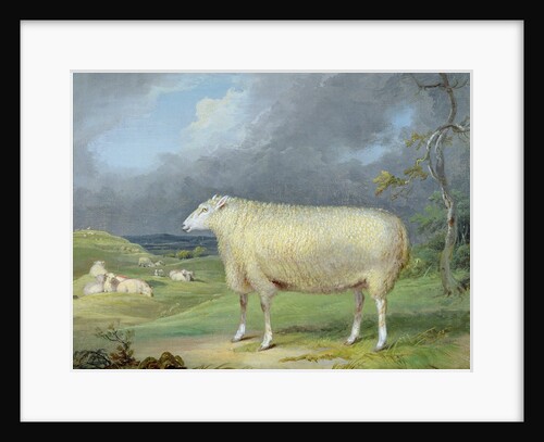 A Border Leicester Ewe by James Ward