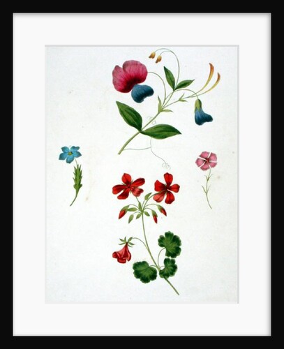 An illustration from 'A New Treatise on Flower Painting, or, Every Lady Her Own Drawing Master', 1816 by George Brookshaw