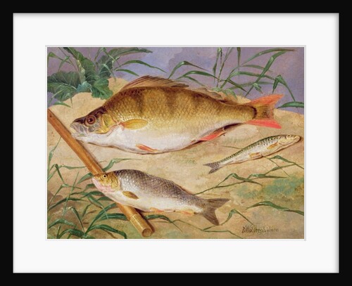 An Angler's Catch of Coarse Fish by D. the Younger Wolstenholme
