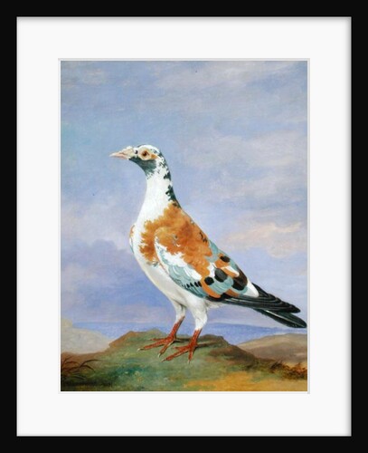 Grizzle Carrier Pigeon by D. the Younger Wolstenholme