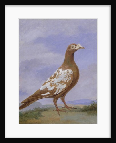 Red Pied Carrier Pigeon by D. the Younger Wolstenholme