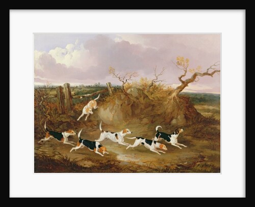 Beagles in Full Cry, 1845 by John Dalby