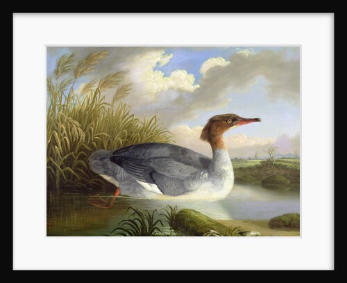 A Dun Diver by Robert Wilkinson Padley