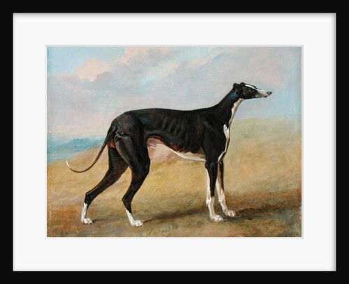 One of George Lane Fox's Winning Greyhounds: the Black and White Greyhound, Turk, also known as Eagle, 1822 by George Garrard