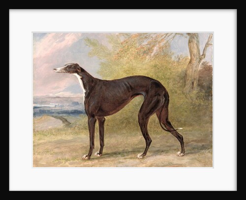 One of George Lane Fox's Winning Greyhounds: the Black and White Greyhound Bitch, Juno, also known as Elizabeth, 1822 by George Garrard