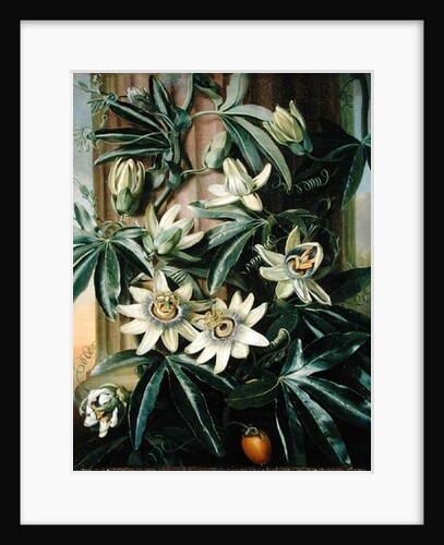 Blue Passion Flower for the 'Temple of Flora' by Robert Thornton, 1800 by Philip Reinagle