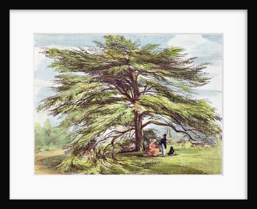 The Lebanon Cedar Tree in the Arboretum, Kew Gardens, plate 21 from 'Kew Gardens: A Series of Twenty-Four Drawings on Stone' by George Ernest (after) Papendiek
