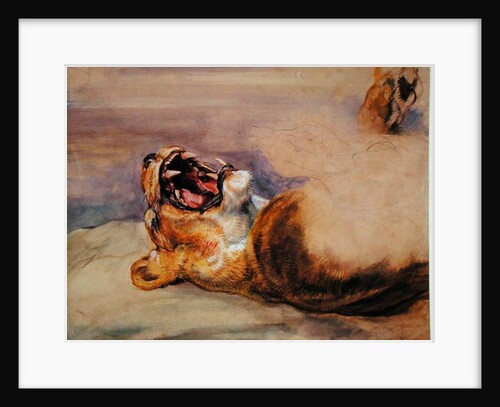 Study of a Lioness by John Frederick Lewis